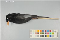 藏品(紅嘴黑鵯)的圖片